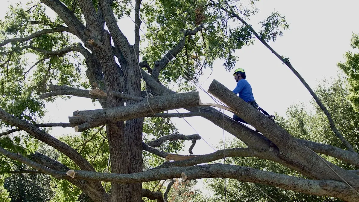 Professional Hazardous Tree Removal performed by certified arborists in Benjamin