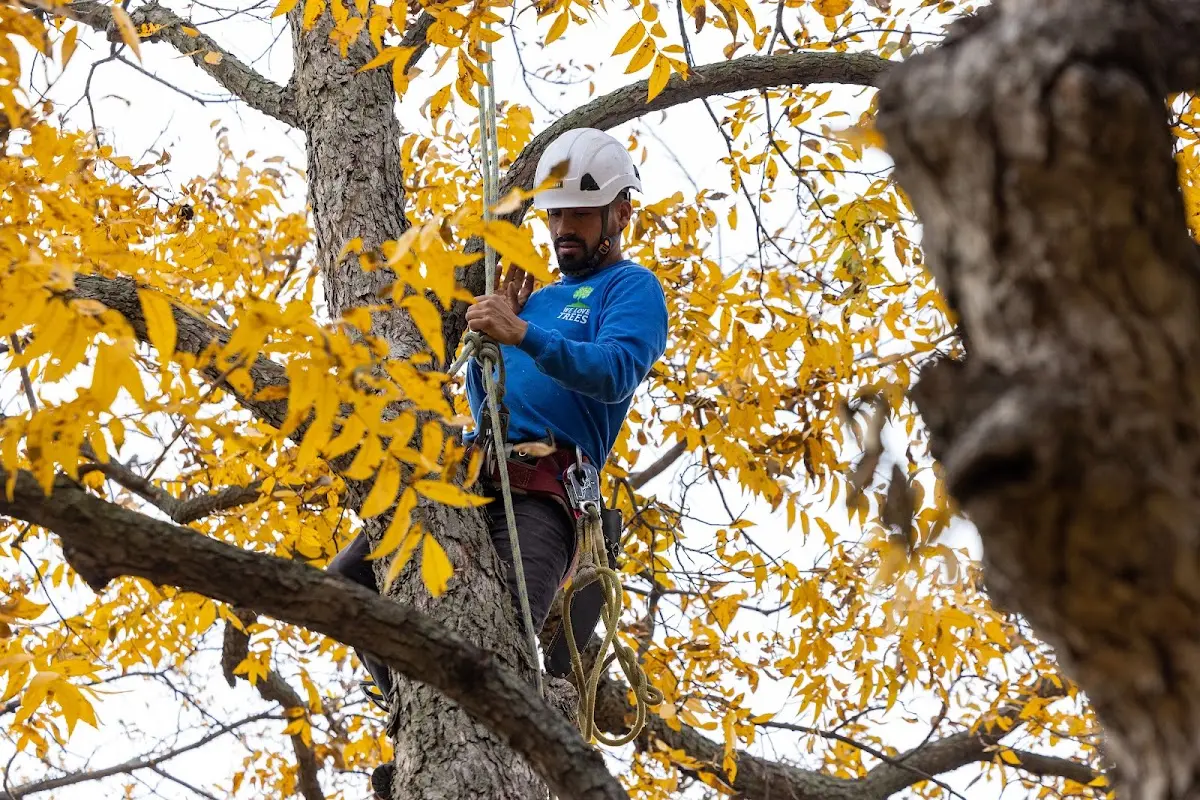 Skilled Storm Damage Cleanup crew working in Benjamin